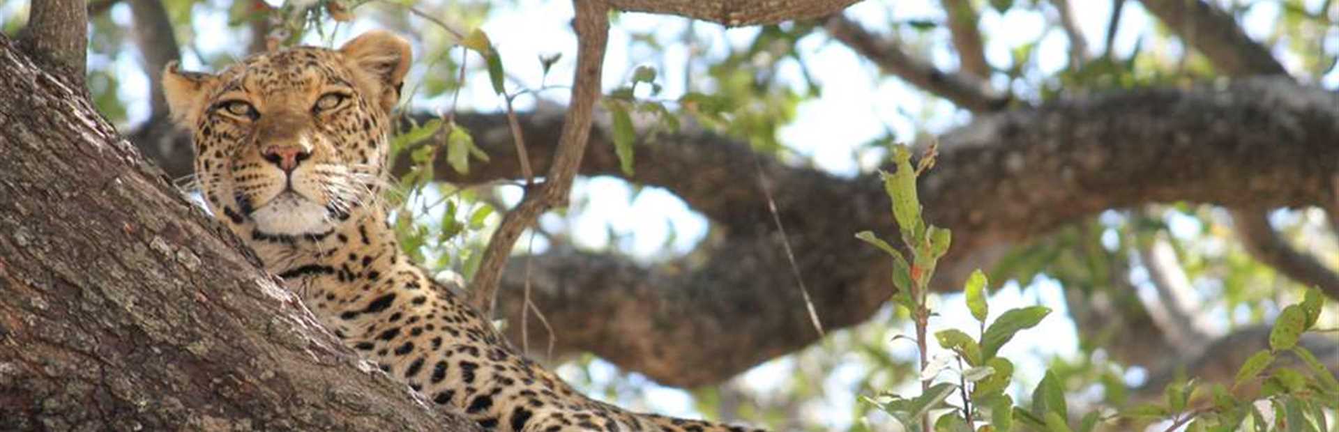 Botswana Walking Safari